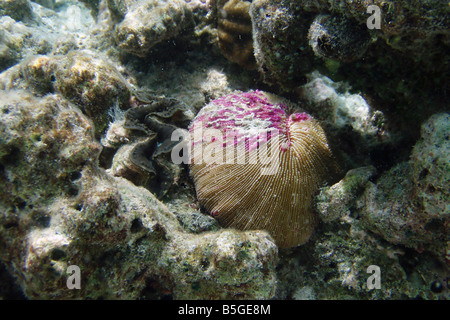 Giant oyster embedded in the seabed amongst coral in the shallow waters off a Maldivian island Stock Photo