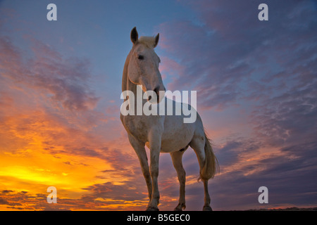 Camargue horses at sunset France Stock Photo