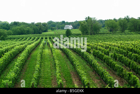 Canada,Ontario, Beamsville,vineyards at Hidden Bench Winery in the Niagara Region Stock Photo