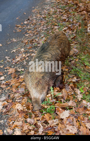 Wild Boar killed by hunters. Dordogne, South west France. Vertical. 87233 Hunt Wild Boar Stock Photo