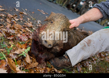 Wild Boar killed by hunters. Dordogne, South west France. Horizontal. 87235 Hunt Wild Boar Stock Photo