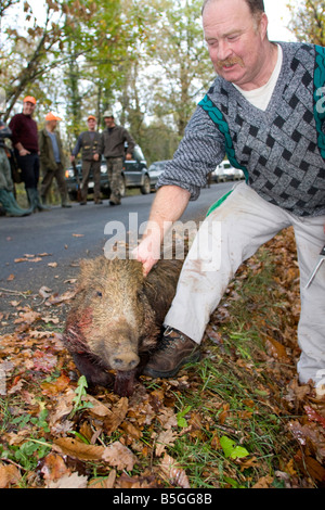 Wild Boar killed by hunters. Dordogne, South west France. Vertical. 87239 Hunt Wild Boar Stock Photo