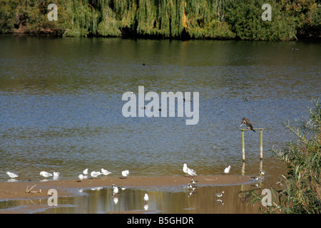 Amwell quarry Nature Reserve Stock Photo