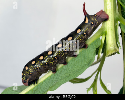 Bedstraw Hawk larva Stock Photo