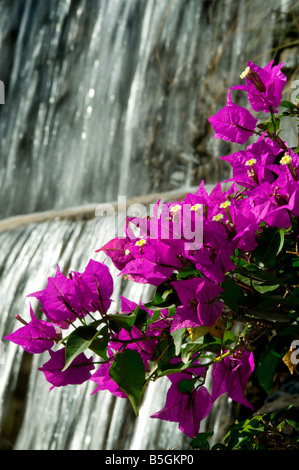 Bougainvillea waterfall sun Gran Canaria in front of a sunny garden feature waterfall portrait Exterior Stock Photo