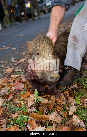 Wild Boar killed by hunters. Dordogne, South west France. Vertical. 87237 Hunt Wild Boar Stock Photo