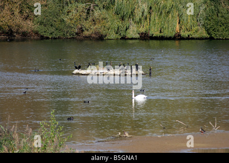 Amwell quarry Nature Reserve Stock Photo