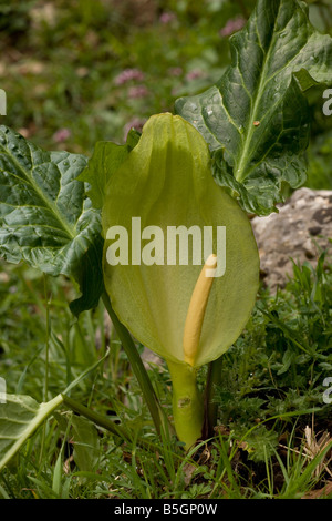 Italian Lord's-and-Ladies Arum italicum ssp. neglectum uncommon plant in UK Stock Photo