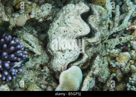 Giant oyster amongst coral in the shallow waters off a Maldivian island Stock Photo