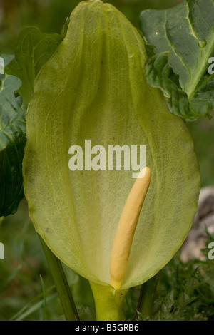Large or Italian Lord's and Ladies Arum italicum ssp. neglectum uncommon plant in UK Stock Photo