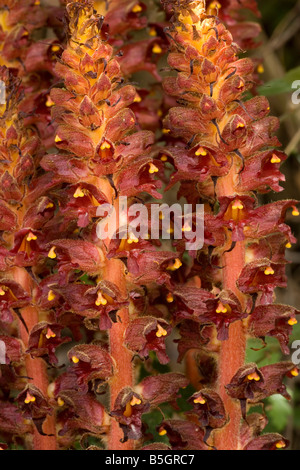 Greater Broomrape Orobanche rapum genistae very rare in UK Root parasite on gorse and broom Stock Photo
