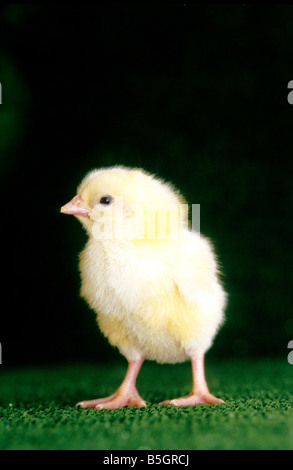 Baby Chick  '24 hrs.'  old standing on turf. Stock Photo
