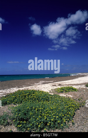 Spiaggia Isa Arutas Oristano Sardegna paesaggi mare Stock Photo