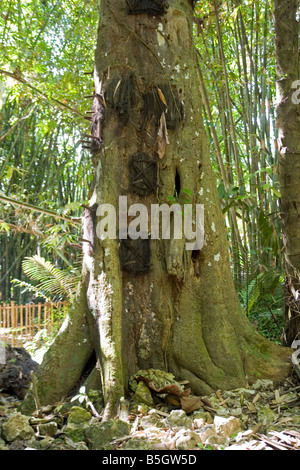 Peculiar baby's tombs, at Kambira (Sulawesi - Indonesia). Tombes particulières d' enfants, à Kambira (Indonésie). Stock Photo