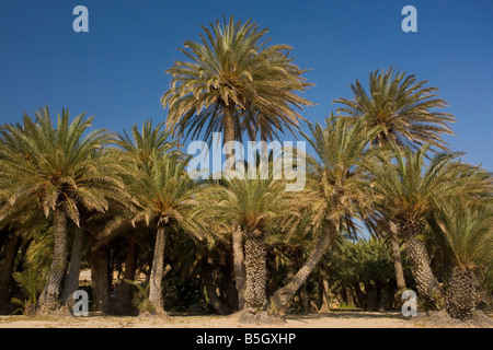 Cretan Date Palm Phoenix theophrastii growing on the coast at Vai East Crete Stock Photo