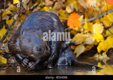 Wet Canadian Beaver digging at the edge of a stream with Fall color birch and maple leaves Stock Photo
