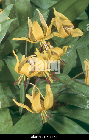 Erythronium americanum in spring garden. Stock Photo