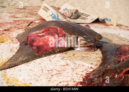 Dead Bat Ray - Myliobatis Californica - caught from Sea of Cortez sits on top of overturned boat, San Felipe, Baja California Stock Photo