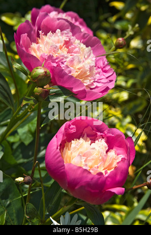 Two flowering peonies in June