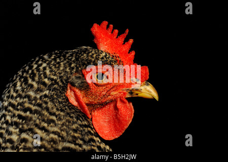 A barred rock chicken. Stock Photo