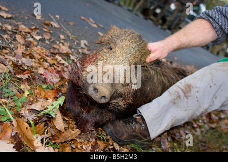 Wild Boar killed by hunters. Dordogne, South west France. Horizontal. 87236 Hunt Wild Boar Stock Photo