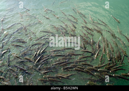 fish, flock, mullets, Stock Photo