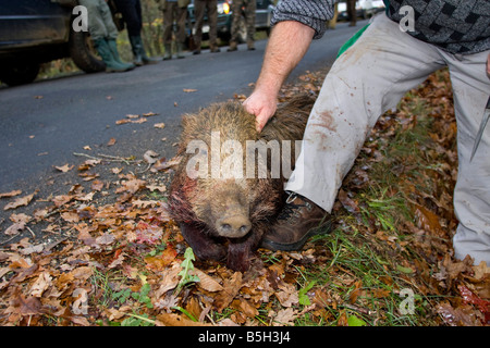 Wild Boar killed by hunters. Dordogne, South west France. Horizontal. 87238 Hunt Wild Boar Stock Photo