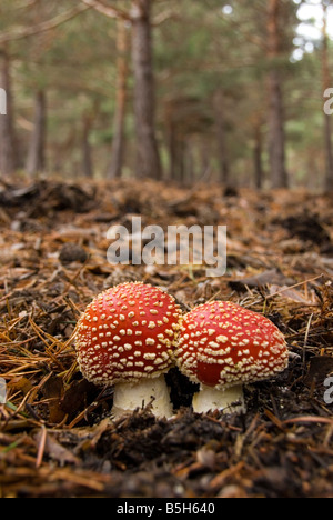 Close up of Fly Agaric Amanita Muscaria psychedelic mushroom in pine forest of the Sierra Nevada in southern Spain