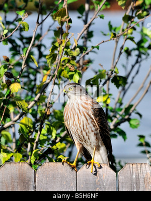 Sharp-shinned Hawk, Accipiter striatus perched on a fence in Oklahoma, USA. Stock Photo