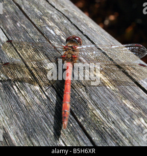 Red bodied english dragon fly resting on a wooden fence Stock Photo