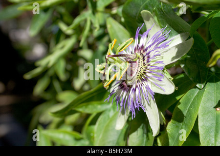 Passiflora or passionflower plant Stock Photo