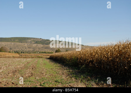 agricultural landscape with field of maize / corn, near Chinchon, Comunidad de Madrid, Spain Stock Photo
