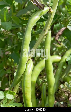 Fresh Broad Beans (Vicia faba) hanging from the plant in Alentejo, Portugal. Stock Photo