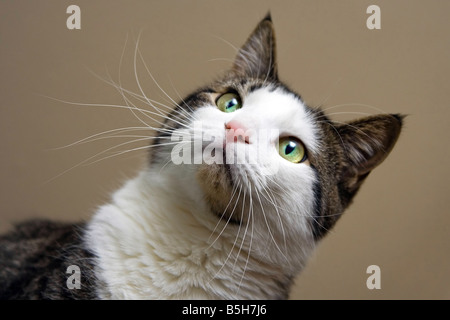 Tabby with white cat and bright green with yellow eyes looking Head shot on beige like background Stock Photo