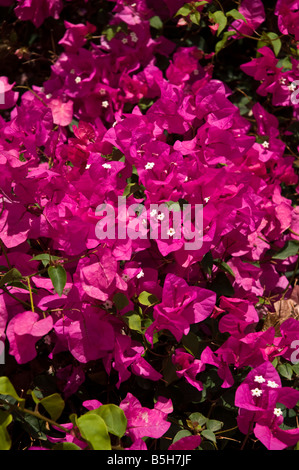 dh Bougainvillea spectabilis BOUGAINVILLEA LANZAROTE Purple flowering Bougainvillea bush plant flower bloom nobody