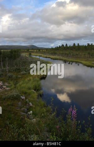 A stream in Rogen, Töfsingdalen National Park (Sweden) Stock Photo