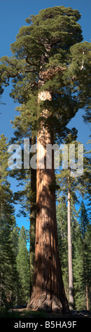 Giant Sequoia in Mariposa Grove in Yosemite National Park Stock Photo