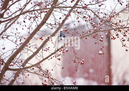 A blue jay sitting in a crab apple tree in the winter snow. Stock Photo