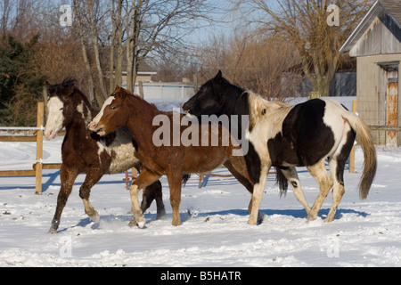 Three yearling stud colts playing in the snow Stock Photo