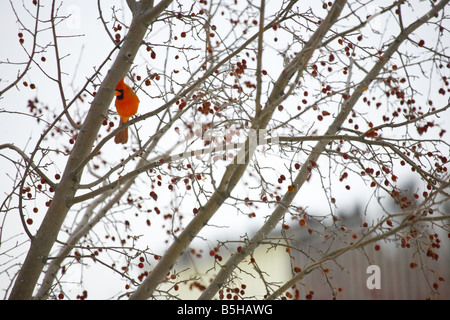 A red cardinal sitting in a crab apple tree in the winter. Stock Photo