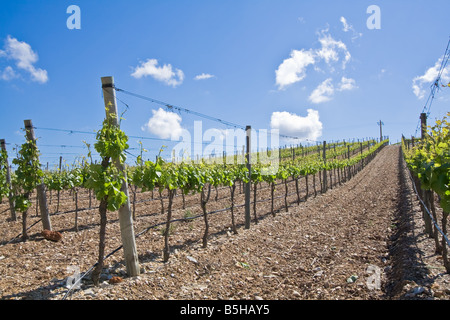 Young vines in a vineyard in Estremoz, Portalegre District, Alto Alentejo Province, Portugal. Stock Photo