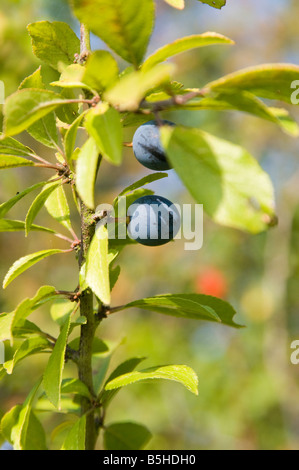 Sloe berries on blackthorn tree Prunus spinosa Stock Photo