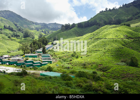 Tea plantation on the hillside of Cameron Highland in Malaysia. Stock Photo