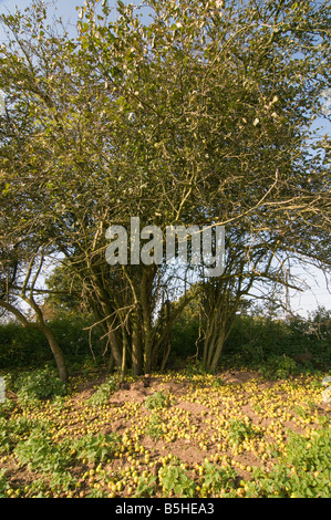 Apples beneath crab apple tree malus sylvestris Stock Photo