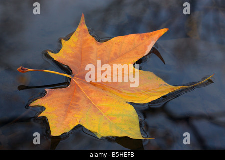 Autumn plane leaf floating on the water.Platanus acerifolia Stock Photo