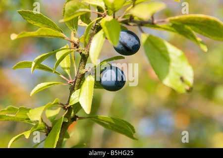 Sloe berries on blackthorn tree Prunus spinosa Stock Photo