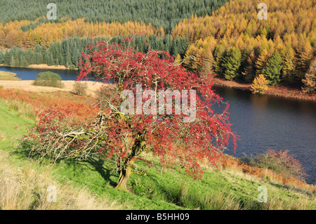 Hawthorn Tree in berries Llyn Brianne Carmarthenshire Wales Stock Photo