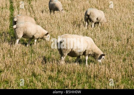 dh  SHEEP ANIMAL Sheep grazing in barley stubble field