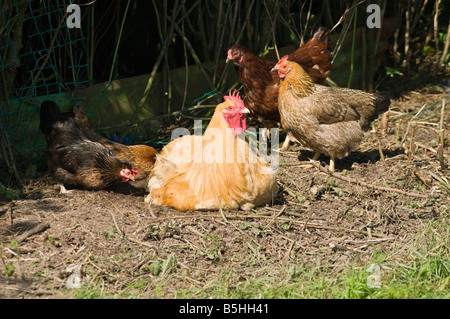 dh  HEN UK Free range hens foraging for food outdoors domestic poultry Stock Photo