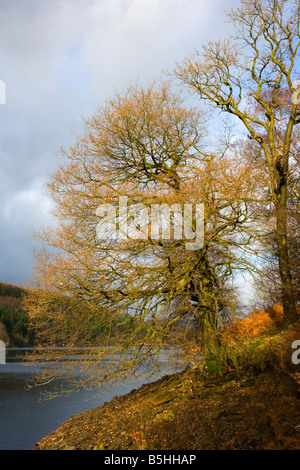 Autumnal scene at Fernilee Reservoir in the Goyt Valley in the Peak District in Derbyshire Stock Photo